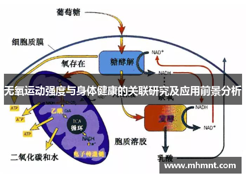 无氧运动强度与身体健康的关联研究及应用前景分析